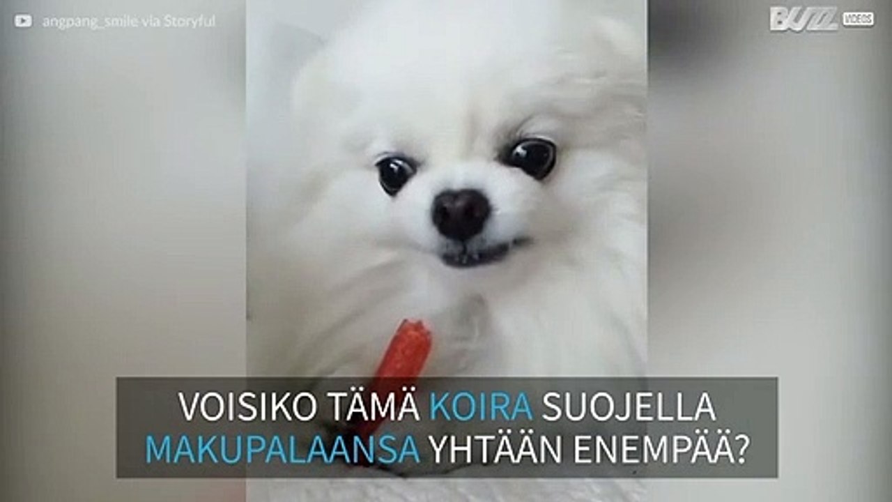 Tämä koira suojelee makupalaansa kuin kalleinta aarrettaan