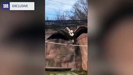 Yatsey the Vulture killed by lion at Colchester Zoo.