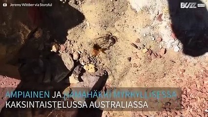 Ampiainen vastaan hämähäkki myrkyllisessä taistelussa kuolemaan saakka Australiassa