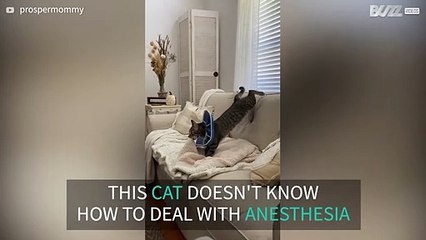 Kitten totally bewildered by effects of anesthesia