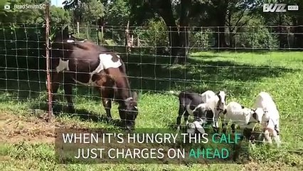 Goats get rammed by hungry calf
