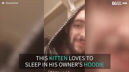 Kitten loves to hide in owner's hoodie