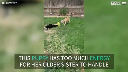 Puppy ​​beats older dog at tug-of-war