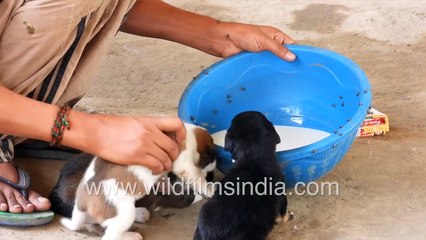 Homeless man stretches his meager resources to feed stray puppies