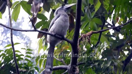 Indian Grey Hornbill  or Ocyceros birostris couple up close _ Urban birds in India