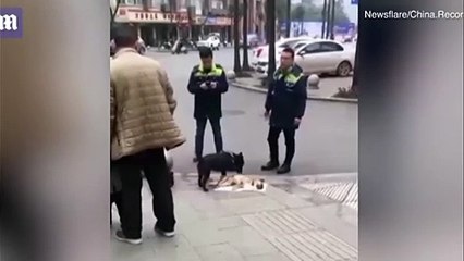 وفاء منقطع النظير لكلب تجاه آخر صدمته سيارة