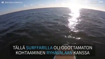 Odottamaton kohtaaminen ryhävalaan kanssa New Jerseyssä