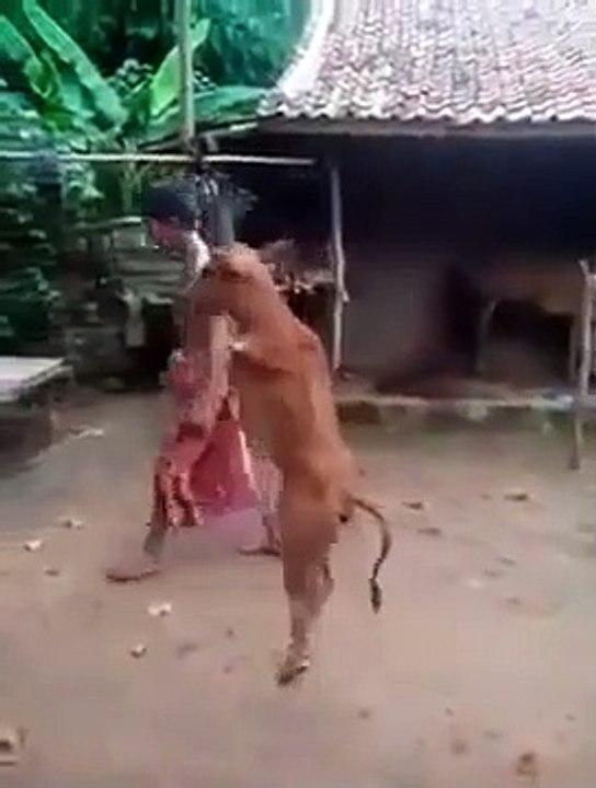 عجل صغير له رجلين فقط يمشي مثل الانسان سبحان الله شرك في قناة بلعكيد