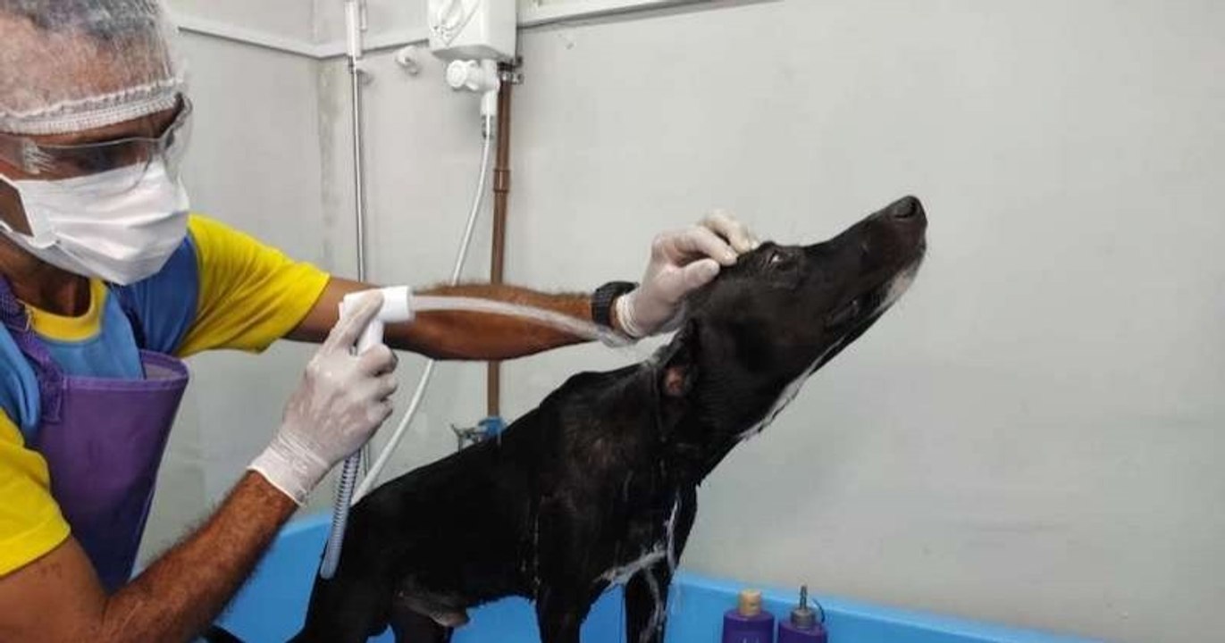 Brésil: un chien errant blessé entre dans une clinique vétérinaire pour demander de l'aide aux gens