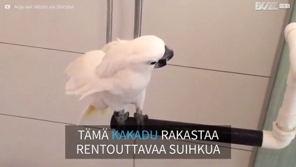 Tämä kakadu rakastaa suihkussa käymistä!