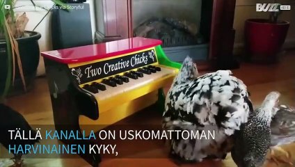Kana osaa soittaa pianoa!