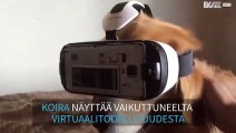 Koira kokeilee virtuaalitodellisuuslaseja