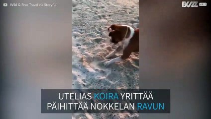 Koominen kohtaaminen Meksikon rannalla uteliaan koiran ja fiksun ravun välillä