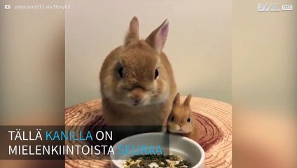 Kani napostelee ateriaansa pienoismallinsa kanssa!