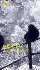 قرد يسرق محفظة سائح شاهدوا ماذا فعل بالنقود!