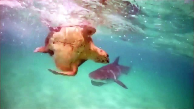 بالفيديو سمكة قرش تلتهم سلحفاة