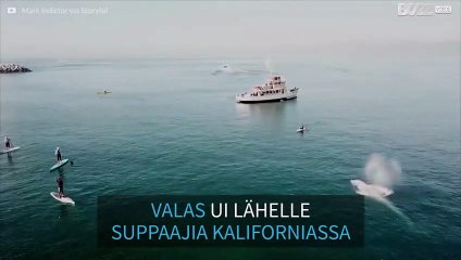 Kaunis valas ui suppaajien lähellä