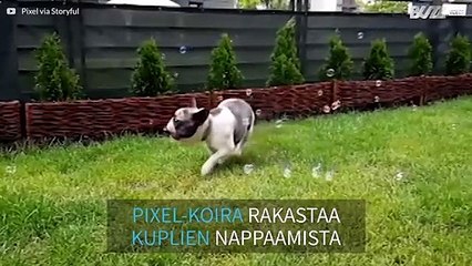 Rakkaustarina: bulldoggi ja sen kuplat