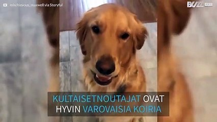 Kultainennoutaja kokeilee kananmunahaastetta! Mutta onnistuuko se siinä?