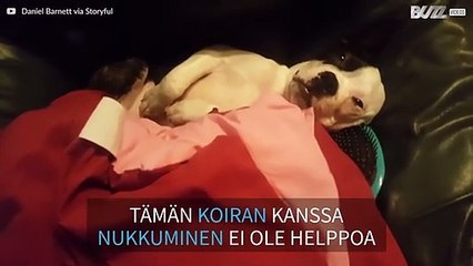 Koira nukkuu silmät auki ja kuorsaa kuin ihminen!