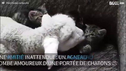 Un agneau et des chatons créent une amitié inattendue