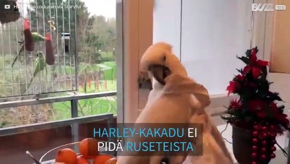 Tämä kakadu ei halua olla lahja!