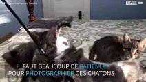 Comment photographier des chatons turbulents