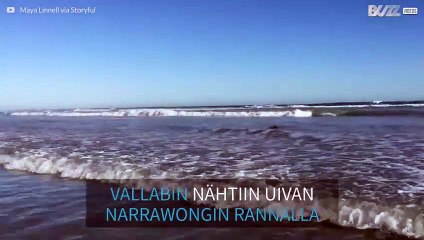 Suloinen vallabi ui aalloissa astralialaisella rannalla