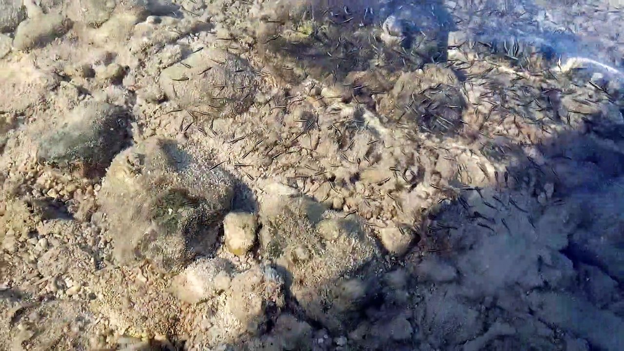 fresh fish