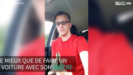 Cet adorable poussin se balade en voiture avec son propriétaire