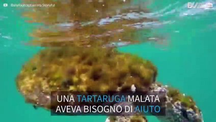 Tartaruga ammalata salvata da un praticante di SUP