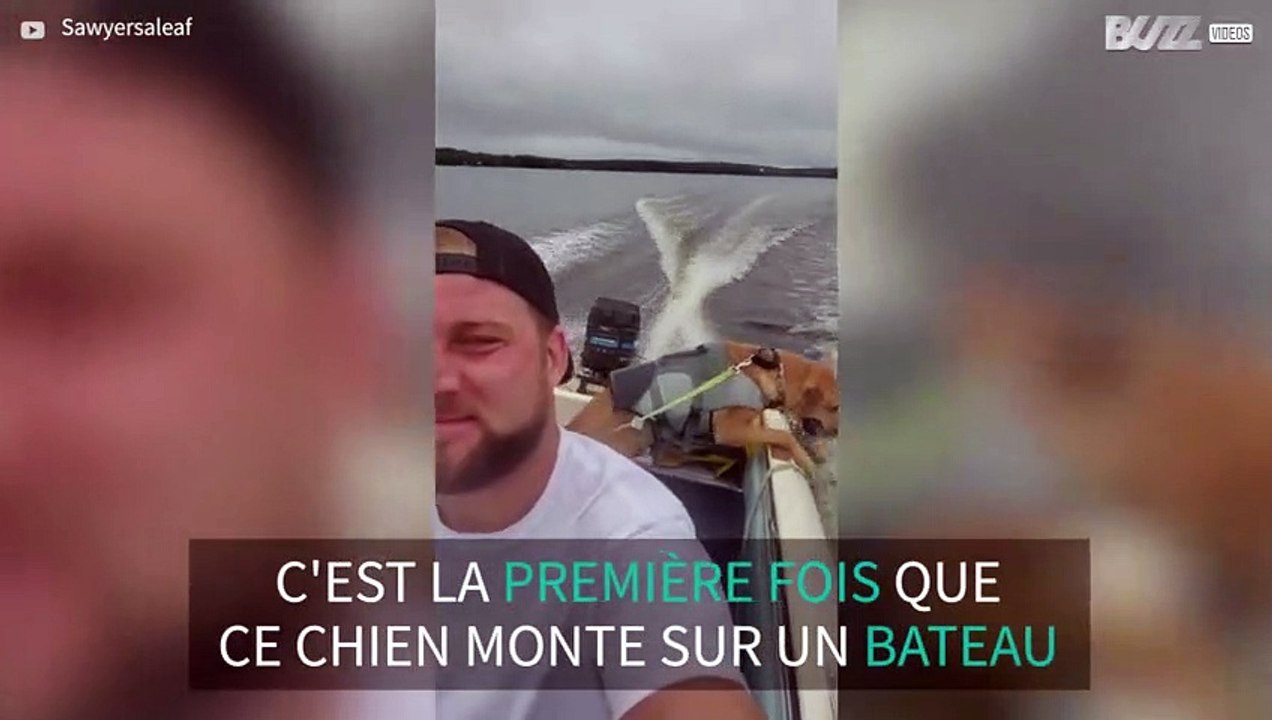Ce chien adore sa première expérience sur un bateau