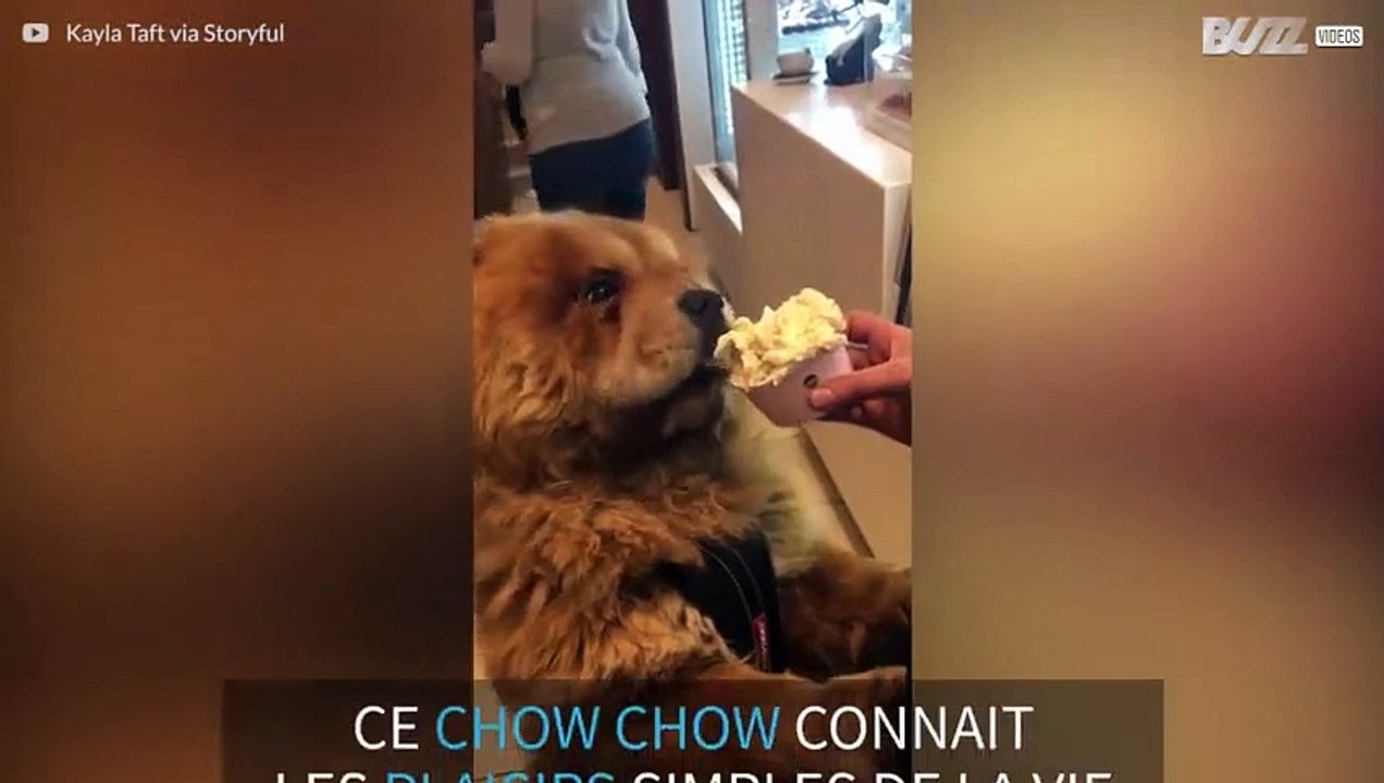 Un Chow Chow amateur de glace