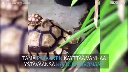 Hidas kuljetus: kilpikonnanpoikanen pummaa kyydin aikuiselta lajitoveriltaan