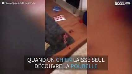 Un chien décide de fouiller la poubelle car son maître est absent