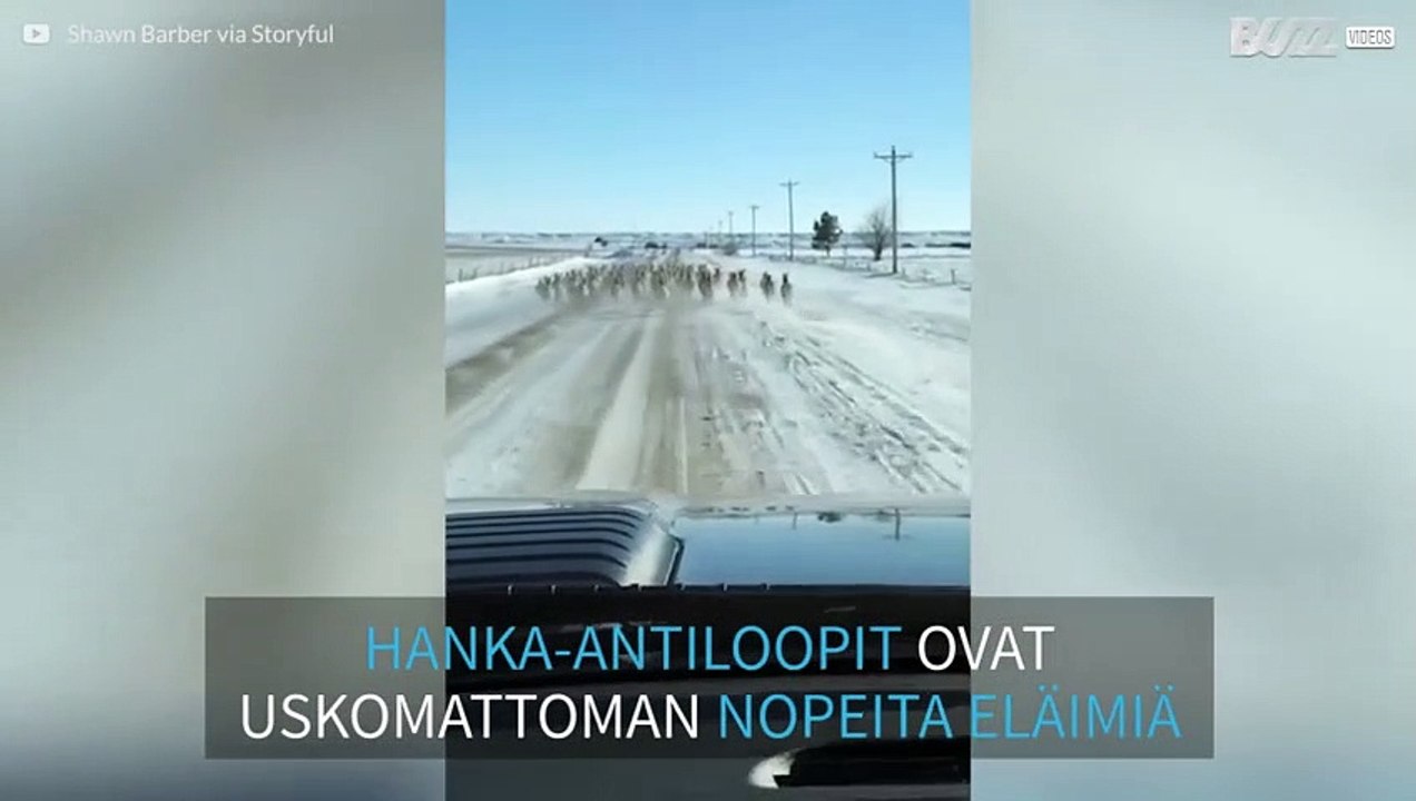 Lauma hanka-antilooppeja rynnistää tiellä hurjaa vauhtia!