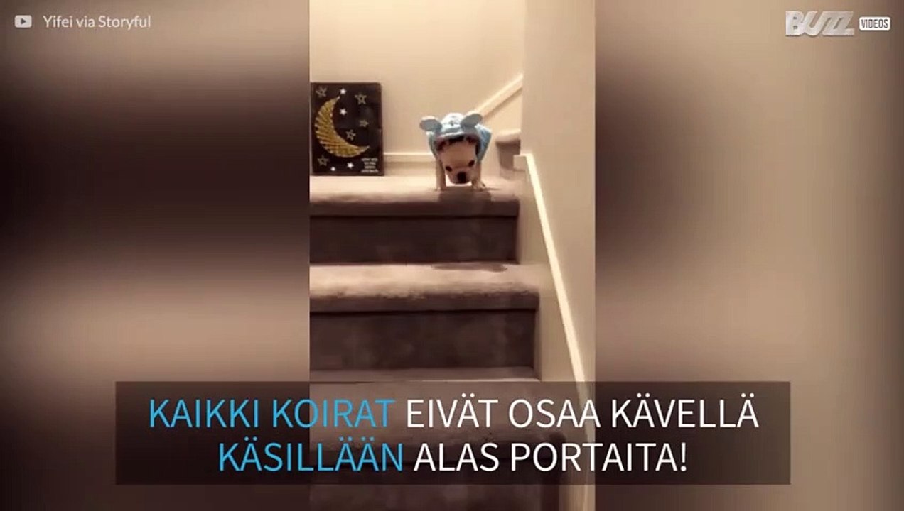 Ranskanbulldoggin pentu kävelee käsillään laskeutuessaan portaita!