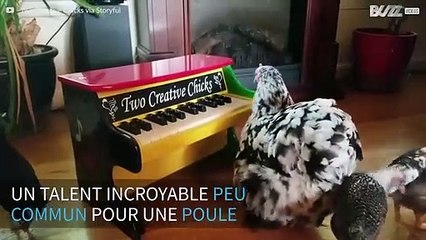 Cette poule joue du piano!