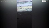 Course de bébés tortues vers la mer en Floride
