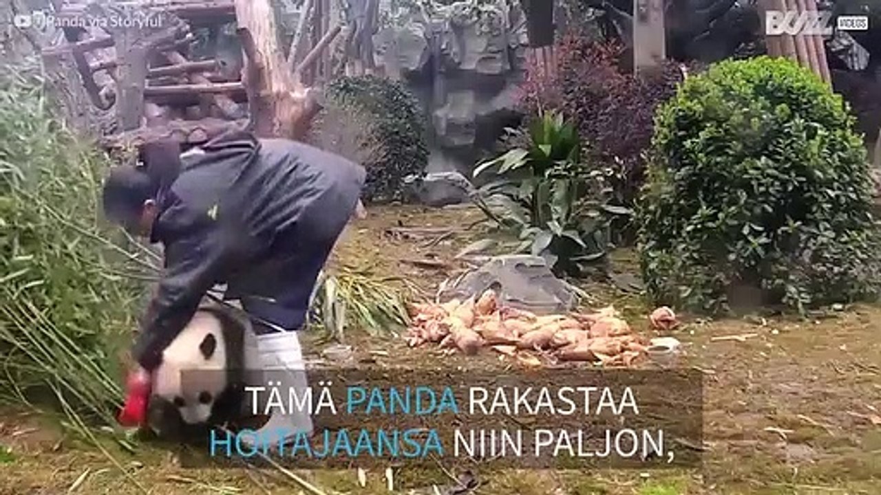 Suloinen pikkupanda ei anna hoitajan tehdä työtään