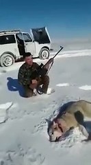 ذئب ينقض على صياد بعدما تظاهر بالموت