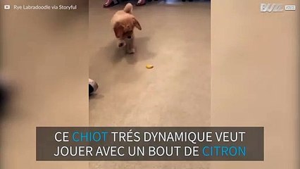 Un chiot curieux joue avec un citron