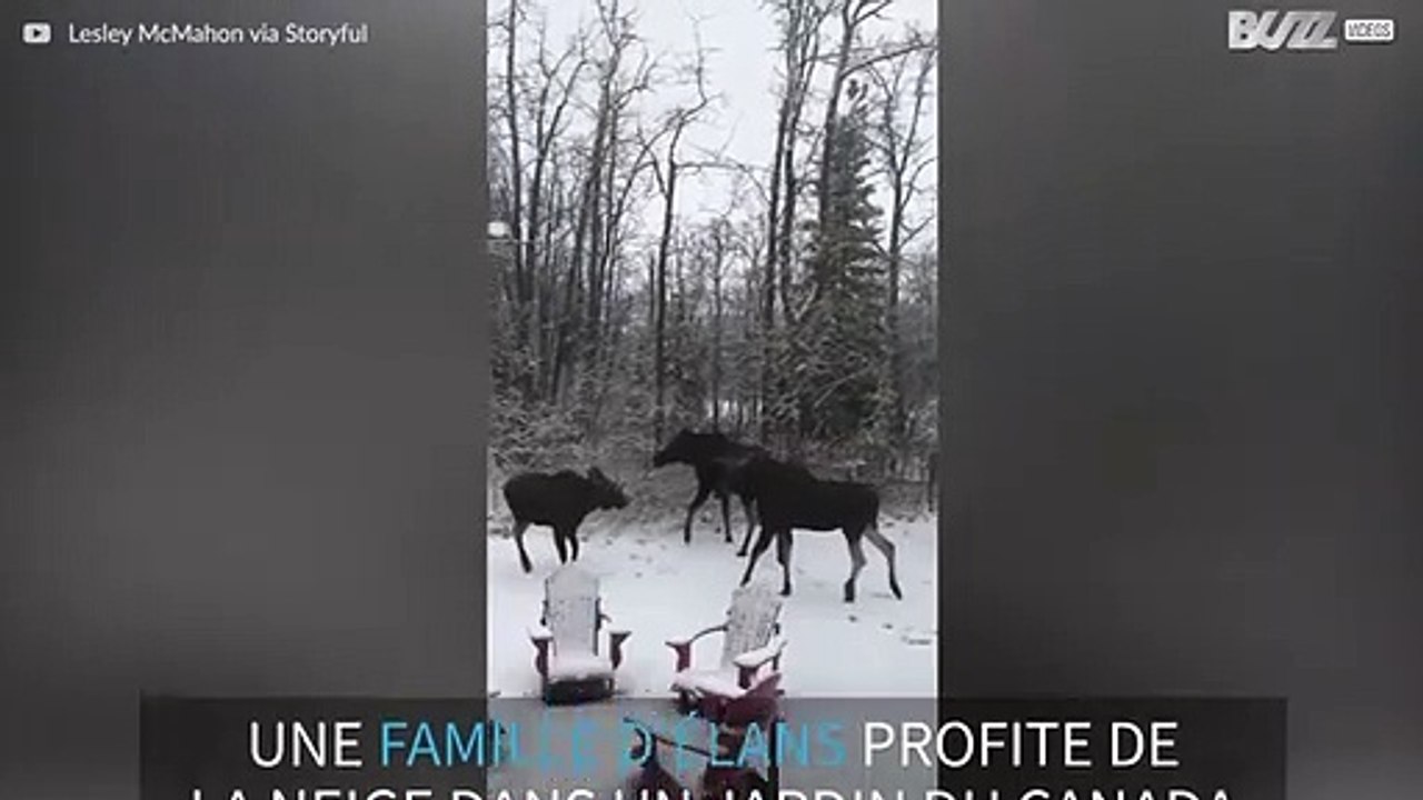 Une famille d'élans joue dans la neige au Canada