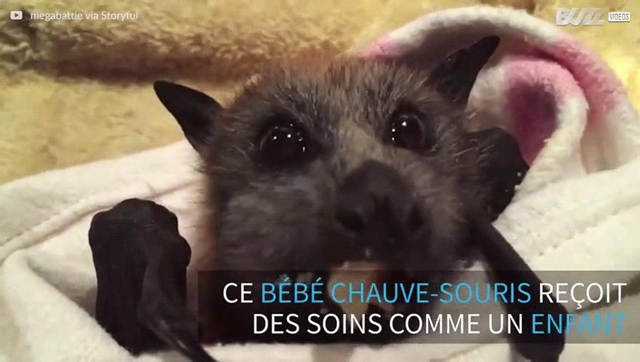 Un Bebe Chauve Souris Adorable Mange Son Fruit Video Dailymotion