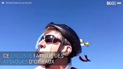 Un cycliste crée un casque amusant pour éviter les attaques d'oiseaux agressifs