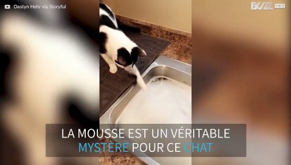 Ce chat ne sait pas ce qu'est la mousse!