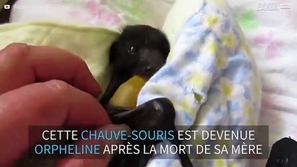 Une petite chauve-souris sauvée après la mort de sa mère