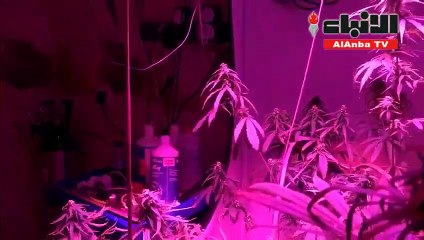 كلاكيت ثاني مرة مواطن يزرع الماريغوانا بمنزله