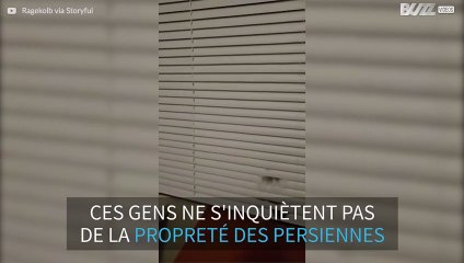 Ce chat fait même les poussières