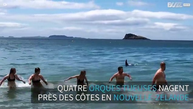 Ce groupe fuit quatre orques tueuses